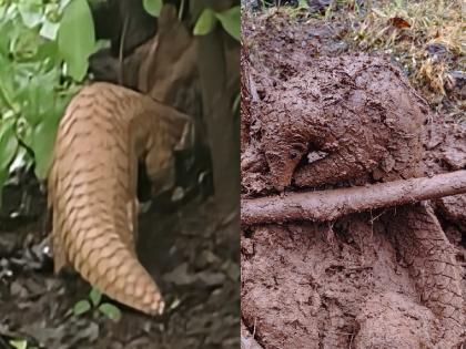 A scaly cat trapped in a net was saved from death in Someshwar Ratnagiri | Ratnagiri: बागेत लावलेल्या जाळीमध्ये चिखलात खवले मांजर अडकले, वन विभागाने केली सुखरूप सुटका 