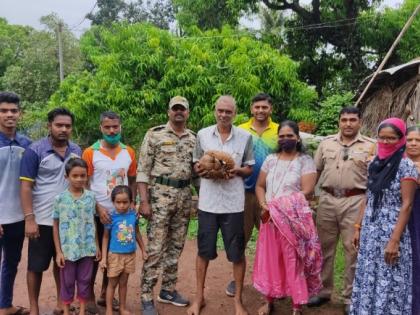 The scaly cats found at Surjekot were released into the natural habitat | सर्जेकोट येथे सापडलेल्या खवले मांजराला सोड़ले नैसर्गिक अधिवासात