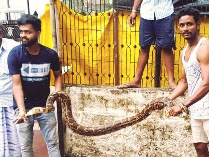 Ratnagiri: For the second time caught a dragon in the village, leaving the natural habitat | रत्नागिरी : खेडमध्ये दुसऱ्यांदा अजगर पकडला, नैसर्गिक अधिवासात सोडले