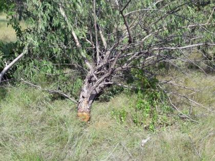 Good smuggler of Gujarat directly in Malegaon; 400 trees cut by electric cutter, 27 hectares forest risk | गुजरातचे खैर तस्कर थेट मालेगावमध्ये; इलेक्ट्रिक कटरने कापले ४०० वृक्ष,२७हजार हेक्टरच्या जंगलाला धोका