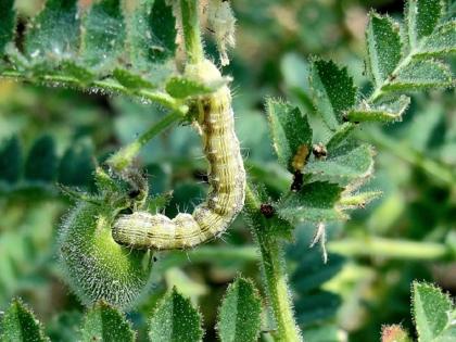 The cost of spraying doubles due to increased incidence of pests and worms on crops due to infrequent rains | भुरभुर पावसामुळे पिकांवर कीड, अळीचा प्रादुर्भाव वाढल्याने फवारणीचा खर्च दुप्पट