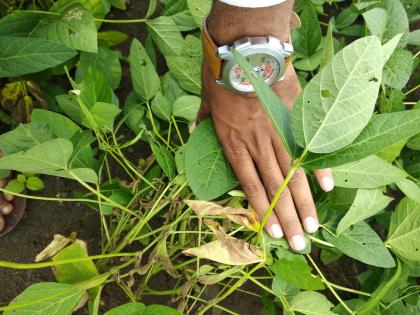 From the 'Whatsaap Group', guide to farmers to control insects | ‘व्हॉटसअ‍ॅप ग्रुप’वरून सरपंचाद्वारे शेतकऱ्यांना किड नियंत्रणासाठी मार्गदर्शन