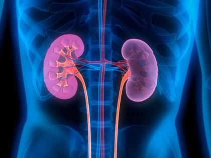 Urine test will measure the possibility of kidney disease | किडनीची समस्या होणार की नाही? जाणून घेण्यासाठी करावी लागेल ही स्वस्त टेस्ट!