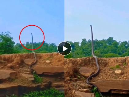 king cobra snake viral video 18 feet long stand on tail people got scared shocked | King Cobra Snake Trending Viral: १८ फूट लांब King Cobra पाहून साऱ्यांचाच उडाला थरकाप! तुम्ही पाहिलात का धडकी भरवणारा Video?