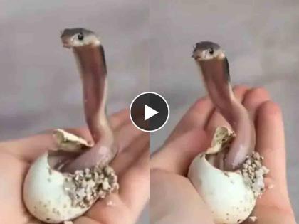 King cobra hatch from its egg viral video will shocked you | तुम्ही कधी किंग कोब्राला अंड्यातून निघताना पाहिलंय? व्हिडीओ बघून अंगावर येईल शहारा...