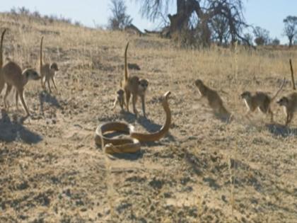 Viral Video : Meerakt fight to alone king cobra by forming a gang, see what happened in the end | Viral Video : गॅंग बनवून किंग कोब्रावर मुंगसांनी केला होता हल्ला, नंतर जे झालं त्यावर विश्वास बसणार नाही!