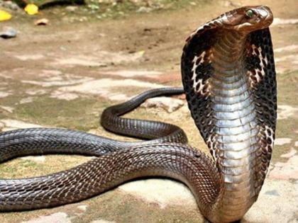 Only 69 species of venom are poisonous | सापांच्या फक्त ६९ जाती विषारी