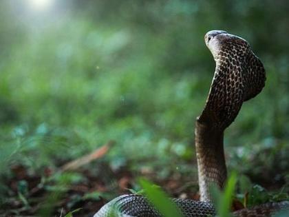 King of snakes...! The 188-year-old mystery of the King Cobra has been revealed; DNA was taken and... | सापांचा राजा...! किंग कोब्राच्या १८८ वर्षांच्या रहस्यावरून पडदा हटला; डीएनए घेतला अन्...