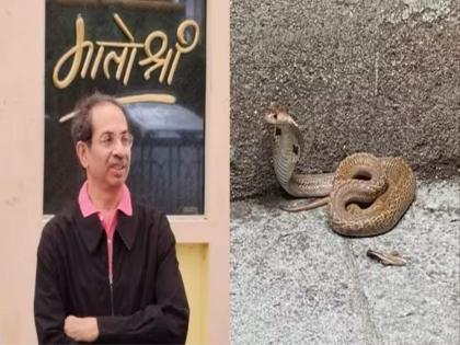 4 feet king cobra found in Uddhav Thackeray's 'Matoshree' bungalow, watch video | उद्धव ठाकरेंच्या 'मातोश्री' बंगल्यात आढळला ४ फूटाचा किंग कोब्रा, पाहा Video