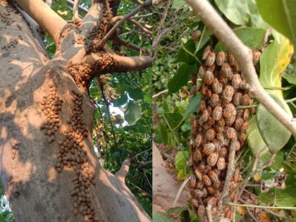 where did this insect come from in large numbers on the tree in nagpur | बापरे, झाडावर माेठ्या संख्येने हे किटक आले कुठून?