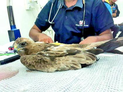 Kite-bashing: More than 100 birds become victims by nylon manza in Nagpur | पतंगबाजी : नागपुरात १०० हून अधिक पक्षी नायलॉन मांजाचे बळी