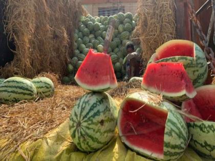 watermelon which is sweet in taste and cools the stomach, is in high demand in summer. | कच्चे कलिंगड केमिकल वापरून लाल केले जातात; असं ओळखा कलिंगडमधील 'केमिकल लोचा'