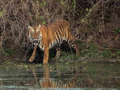 A four-year-old boy was picked up by a tiger in his mouth from the courtyard of his house in front of his mother. | आईच्या डोळ्यांदेखत वाघाने बालकाला उचलून नेले; काळजाचा तुकडा मिळाला, काळीज हिरावले