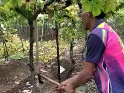 Axes on vineyards after unseasonal rains and hailstorms; Massive crop damage In Nashik | अवकाळी पाऊस अन् गारपीटीनंतर द्राक्षबागांवर कुऱ्हाड; पीकांचे मोठ्या प्रमाणात नुकसान