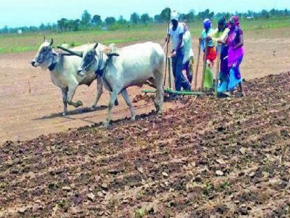 15 Bharari squads to prevent cheating of farmers | शेतकऱ्यांची फसवणूक टाळण्यासाठी १५ भरारी पथके, बोगस बियाणे विकल्यास होईल कारवाई