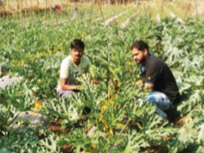 Cultivation of ‘Zukini’ fruits and vegetables in Murbad | मुरबाडमध्ये ‘जुकिनी’ फळभाजीची लागवड; इंदेगावात साेमनाथ बाेराडे यांचा २० गुंठ्यात प्रयाेग