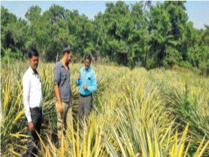 Young farmer's pineapple cultivation experiment | युवा शेतकऱ्याचा अननस लागवडीचा प्रयोग; पथदर्शी उपक्रम