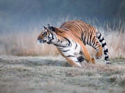 unnatural deaths of tigers increased in vidarbha | विदर्भात वाघांचे मृत्यू वाढले; व्याघ्र तस्करीच्या बहेलिया, बावरीया टोळीवर करडी नजर