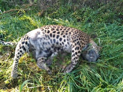 leopard dies due to electrocution in farm near panchala in ramtek tehsil | विजेचा शॉक लागून बिबट्याचा मृत्यू, रामटेक तालुक्यातील घटना