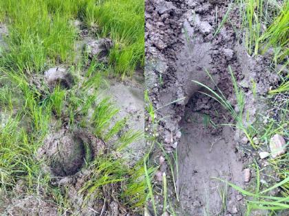 Good booze. Encroachment of elephants in forest area, damage to paddy crop | व्याहाड बूज. जंगल परिसरात हत्तीचा शिरकाव, धान पिकाचे नुकसान 