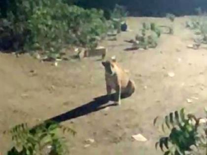 Leopard spotted on at Mangal Dham Colony in Amravati, residents of the areas are in panic | अमरावतीत रस्त्यावर बिबट्याचा ठिय्या, नागरिक दहशतीत