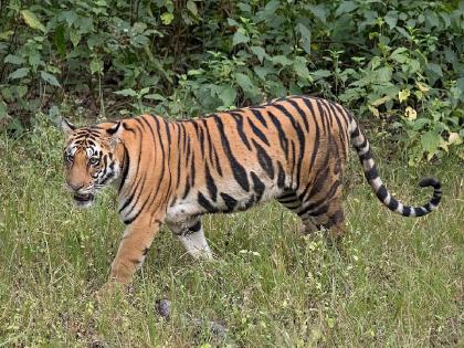 A tiger attack on a farmer in Shivagiri Shiva, terror continued among the villager | शिवाझिरी शिवारात शेतकऱ्यावर वाघाचा हल्ला, गावात दहशत कायम