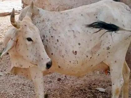 'Lumpy' becomes 'fatal'; 22 animals died in five months | 'लम्पी' ठरतोय 'प्राणघातक'; पाच महिन्यांत २२ जनावरांचा मृत्यू