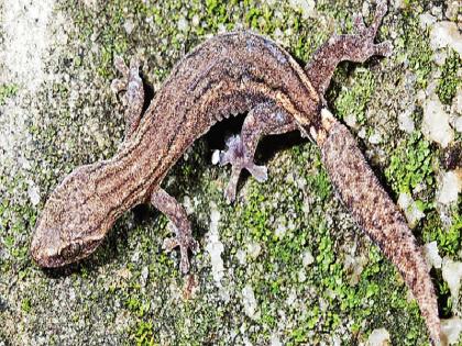 केएमटीआर स्लेंडर गेको