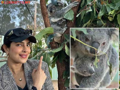 Eight-Month-Old Koala Named After Her Priyanka Chopra In Australia | ऑस्ट्रेलियात 'देसी गर्ल'चा सन्मान, एका प्राण्याला देण्यात आलं प्रियंका चोप्राचं नाव! कोण आहे हा नशीबवान प्राणी ?