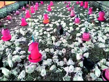 Four thousand hens killed due to heavy rains; poultry farm owner loses 10 lakh | अतिवृष्टीमुळे चार हजार कोंबड्यांचा बळी; कुक्कुट पालकास दहा लाखांचा फटका