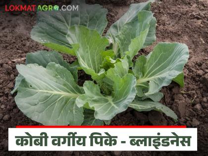 Latest news Kobi Lagvad problem of 'blindness' or barren plants in cabbage crops | कोबीवरील असा रोग ज्यामध्ये गड्डा किंवा कोबी तयार होत नाही, जाणून घ्या सविस्तर Latest news Kobi Lagvad problem of 'blindness' or barren plants in cabbage crops | कोबीवरील असा रोग ज्यामध्ये गड्डा किंवा कोबी तयार होत नाही, जाणून घ्या सविस्तर