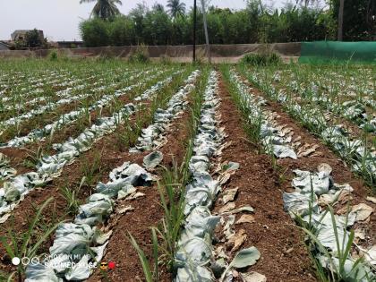 Farmers in trouble due to fear of lockdown | लॉकडाऊनच्या भितीने शेतकरी अडचणीत, दर नसल्याने कोबी शेतातच