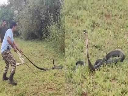 A king cobra was found at Kalasgade in Chandgad taluka Kolhapur district | Kolhapur: चंदगड तालुक्यातील कळसगादे येथे सापडला बाराफुटी 'किंग कोब्रा' video