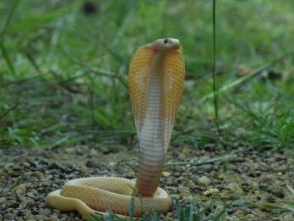 Extremely rare albino spectacled cobra found in sandalwood in Chandrapur district | चंद्रपूर जिल्ह्यातील चंदनवाहीत आढळला अतिदुर्मिळ अल्बिनो स्पेक्टॅक्लेड कोब्रा