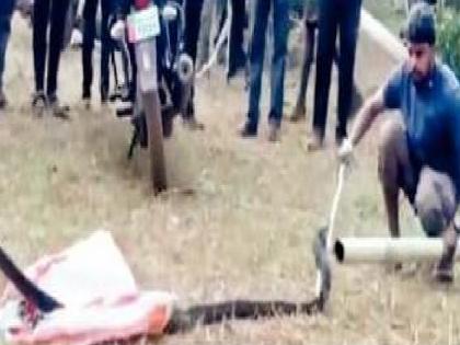 A ten foot long king cobra was found in Parle Chandgad Taluka Kolhapur District | Kolhapur: पार्लेत आढळला तब्बल दहा फूट लांबीचा किंग कोब्रा