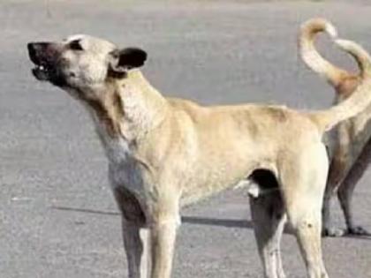 Stray dogs attack little girl in Kodoli kolhapur seriously injured | Kolhapur: कोडोलीत लहान मुलीवर भटक्या कुत्र्यांचा हल्ला, गंभीर जखमी Stray dogs attack little girl in Kodoli kolhapur seriously injured | Kolhapur: कोडोलीत लहान मुलीवर भटक्या कुत्र्यांचा हल्ला, गंभीर जखमी