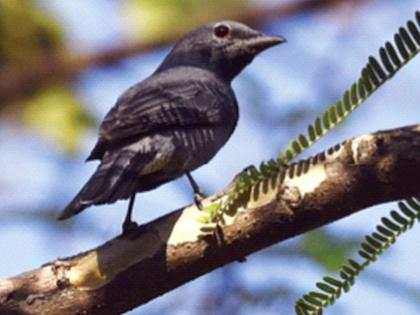 Rare ‘black-winged cuckoo’ found in Yavatmal | दुर्मीळ ‘काळ्या पंखांचा कोकीळ’ आढळला यवतमाळात