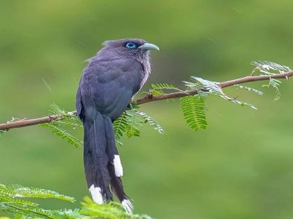 A rare cuckoo was found in Phaltan taluk of Satara | साताऱ्यातील फलटण तालुक्यात आढळला दुर्मिळ कोकिळा