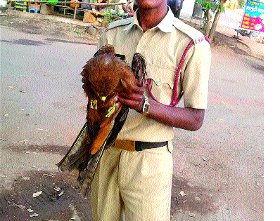 Delivering 99 Animals in Kolhapur | कोल्हापुरात ९९० पशुपक्ष्यांना जीवदान