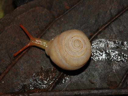 A species of carnivorous snail found near Vishalgad; Research by Tejas Thackeray, Amrit Bhosale, Omkar Yadav | विशाळगडाजवळ आढळली मांसाहारी गोगलगाईची प्रजात; तेजस ठाकरे, अमृत भोसले, ओंकार यादव यांचे संशोधन