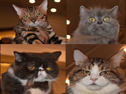 Cat show in Kolhapur for domestic and foreign cats | Cat show in kolhapur : मनीमाऊचा तोरा हाय निराळा; विमानातून प्रवास, लाखोंच्या किंमती..पाहा फोटो