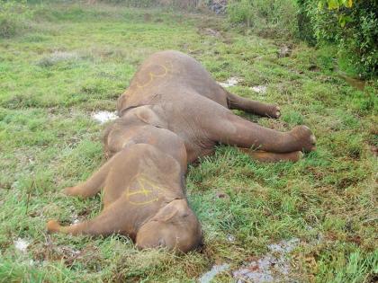 Kolhapur: वन्यजिवांना द्याल शॉक...बसेल कायद्याचा 'धक्का'; सुलेगाळी येथील घटनेनंतर चंदगडमधील आठवणी झाल्या ताज्या