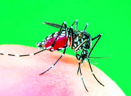 Keep it clean, 'dry' day: easy solution to stop dengue | स्वच्छता राखा, ‘कोरडा’ दिवस पाळा: ‘डेंग्यू’ला रोखण्याचे सोपे उपाय