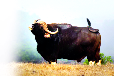 The rich wildlife of Kolhapur | कोल्हापूरची समृद्ध वन्यजीवसृष्टी