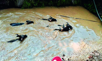 The litter of livestock lying in the well | विहिरीत पडलेल्या गव्यांच्या कळपास जीवदान