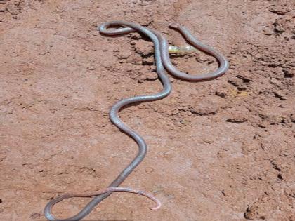 Very rare Caliophis casto snake found in Gaganbavda kolhapur district | कोल्हापूर: गगनबावड्यात आढळला अत्यंत दुर्मिळ "कॅलिओफिस कॅस्टो" सर्प