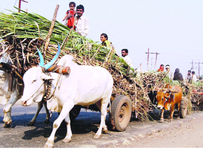 Concerns about liver damage due to the fall in sugar prices | साखरेचे दर घसरू लागल्याने ऊसदराची चिंता