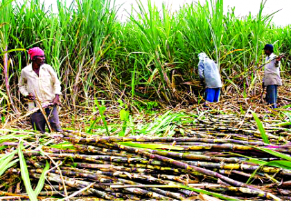 Give the labor to the oasis ... one month's work | ऊसतोडणीला मजूर द्या...एक महिन्याचे काम देतो