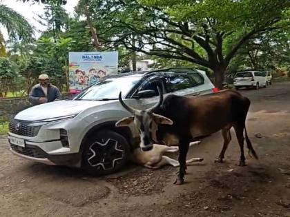 A calf was crushed under a car in Kolhapur | माणसांना झालेय तरी काय.., चिरडू लागलेत मुके प्राणी खुशाल, कोल्हापुरात वासराला गाडीखाली चिरडण्याचा प्रकार A calf was crushed under a car in Kolhapur | माणसांना झालेय तरी काय.., चिरडू लागलेत मुके प्राणी खुशाल, कोल्हापुरात वासराला गाडीखाली चिरडण्याचा प्रकार