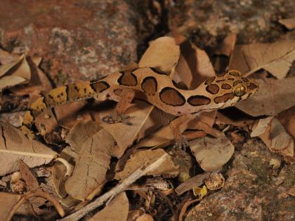 Shivaji University researchers have discovered two new Hemidactylus frenatus | शिवाजी विद्यापीठाच्या संशोधकाने शोधल्या पालींच्या दोन नव्या प्रजाती